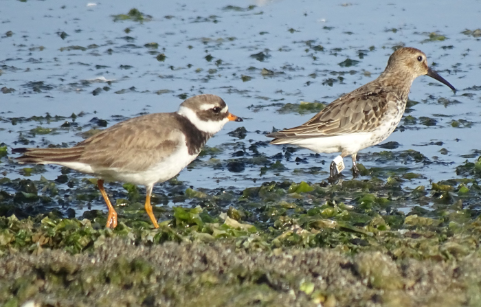 Grand gravelot et bécasseau variable Cécilia Fridlender